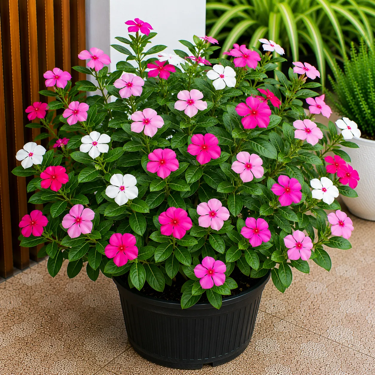 Vinca Rosea Periwinkle Catharanthus Roseus Nayan Tara. Multicolour Colour Flower Live Plant Thai Variety (pack Of 1).